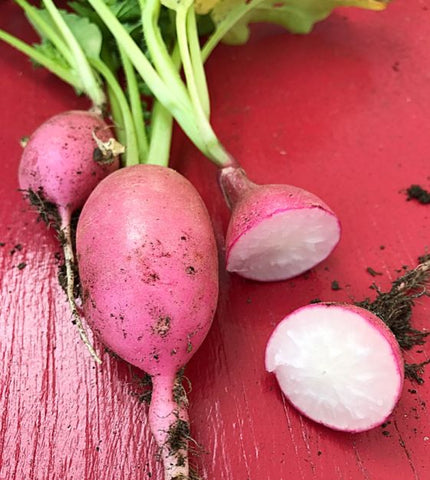 Radish Seeds - Lady Slipper