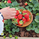 Sweet Ann Strawberry Seedlings 10 Pots