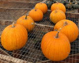 Pumpkin Seeds - Young's Beauty