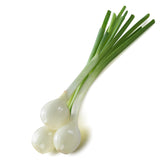Onion Seeds - Short - Crystal White Wax