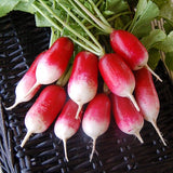 Radish Seeds - French Breakfast
