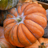 Pumpkin Seeds - Musquee De Provence