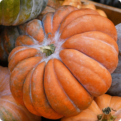 Pumpkin Seeds - Musquee De Provence