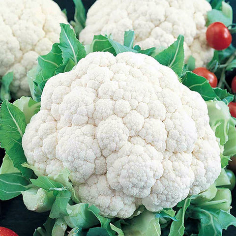 Cauliflower Seeds - Snowball Y Improved