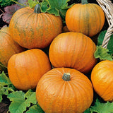 Pumpkin Seeds - Sugar Pie