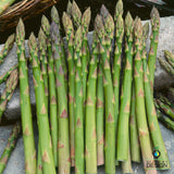 Asparagus Seeds - UC 157 F1