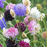 Pincushion Formula Mix Scabiosa Seed