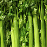 Celery Seeds - Utah 52-70 Tall Improved - Organic