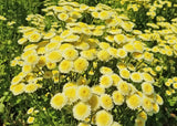 Magic Lime Green Organic Matricaria Seed
