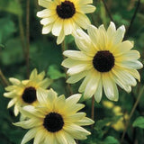 Sunflower Seeds - Italian White