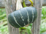 Pumpkin Seeds - Winter - Burgess Buttercup