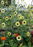 Sunflower Seeds - Italian White