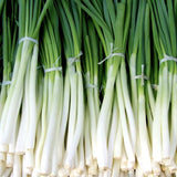 Onion Seeds - Evergreen Hardy White Scallion