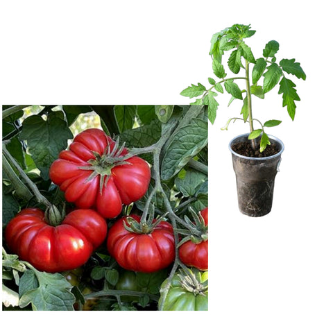 2 Costoluto Genovese Tomato Seedlings