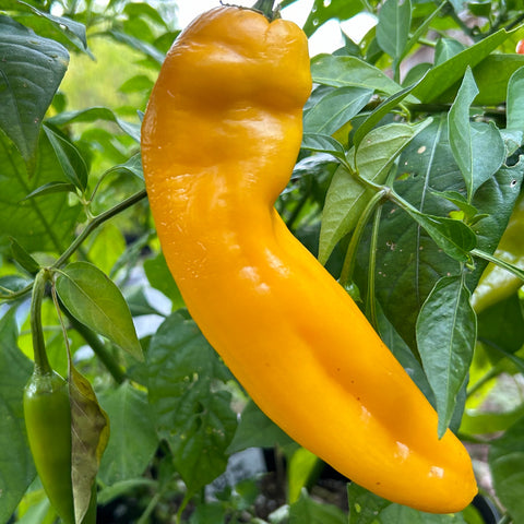 Pepper Seeds - Sweet - Corno Di Toro Giallo