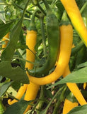 Pepper Seeds - Hot - Cayenne Golden