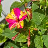Four O Clock Seeds - Marvel of Peru Mix