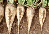 Suger Beetroot