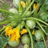 Squash Seeds - Summer - Ronde de Nice