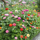 Zinnia Seeds - Cut and Come Again (Organic)