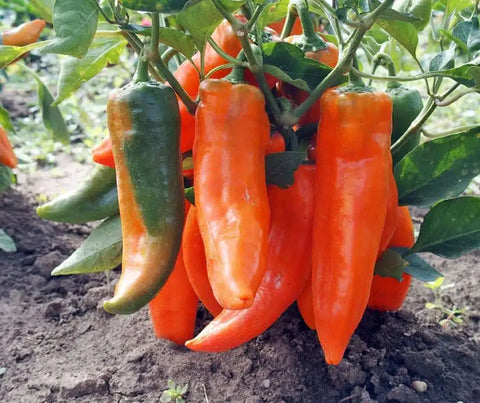 (Paprika) Timia – Orange Pointed Pepper with Sweet Flavor