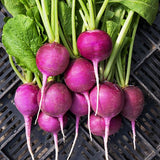 Radish Seeds - Purple Plum
