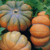Pumpkin Seeds - Musquee De Provence