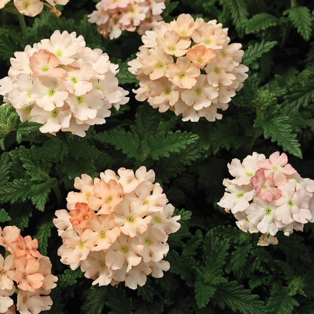 Verbena Flower Seeds - Tuscany Peach