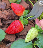 Sweet Ann Strawberry Seedlings 10 Pots