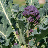 Broccoli Seeds - Early Purple Sprouting
