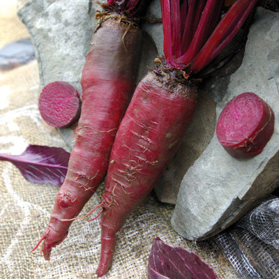 Beet Seeds - Bunching - MacGregor's Favorite
