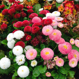 Bellis (English Daisy) Seeds - Pomponette Mix