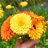 Calendula Seeds - Pacific Beauty Mixture