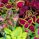 Coleus Seeds - Jazz Combo Mix