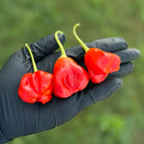 Pepper Seeds - Hot - Mushroom Red