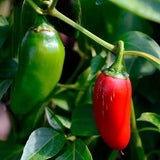 Pepper Seeds - Hot - Jalapeno M