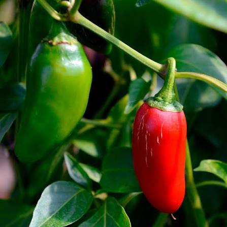 Pepper Seeds - Hot - Jalapeno M