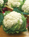 Cauliflower Seeds - Snowball Y Improved