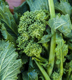 Broccoli Raab - Early Fall Rapini