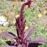 Amaranthus Seeds - Hopi Red Dye (Organic)