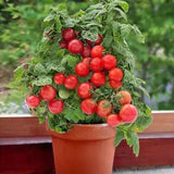 Tiny Tommy Dwarf Tomato Seeds