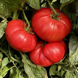 Tomato Seeds - Slicing - Watermelon Beefsteak