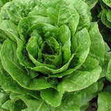 Lettuce Seeds - Butterhead - Buttercrunch AAS Winner