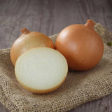 Onion Seeds - Short - Texas Grano 502 (Organic)