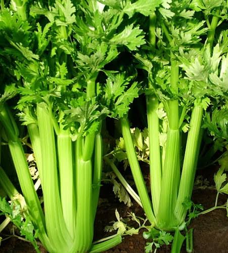 Celery Seeds - Utah 52-70 Tall Improved - Organic