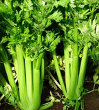 Celery Seeds - Utah 52-70 Tall Improved - Organic