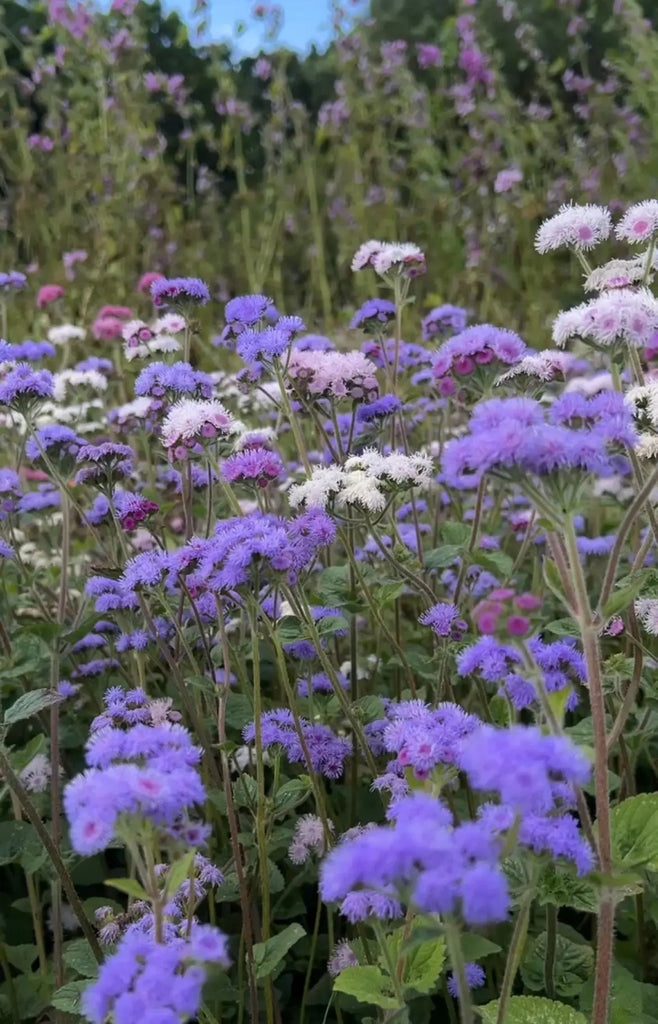 Timeless Mix Ageratum Seed