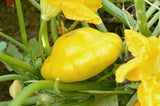 Squash Seeds - Summer - Scallop Yellow Bush