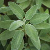 Sage Seeds - Broad Leaved