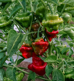 Pepper Seeds - Hot - Mushroom Red